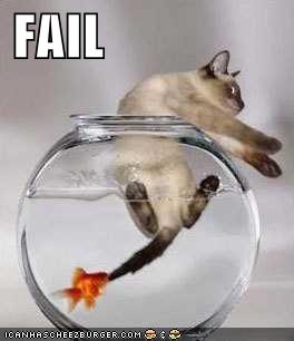 cat-fail.jpg